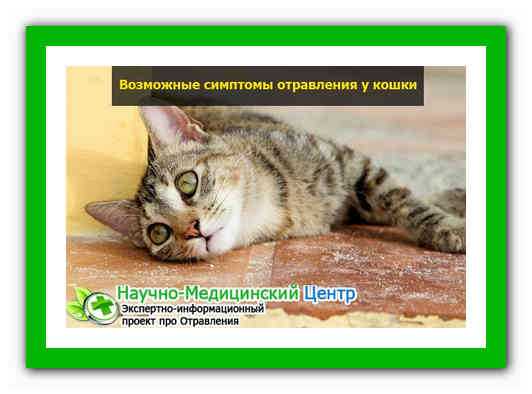 Симптомы отравления у кошек
