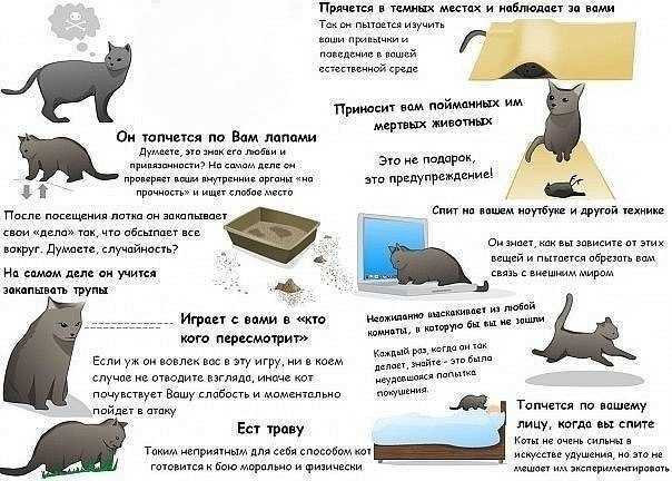 Вопросы о пугливых кошках.