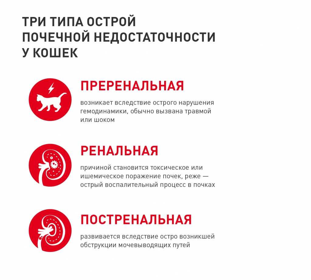 Хроническая почечная недостаточность у кошек: причины, симптомы, диагностика, лечение, профилактика