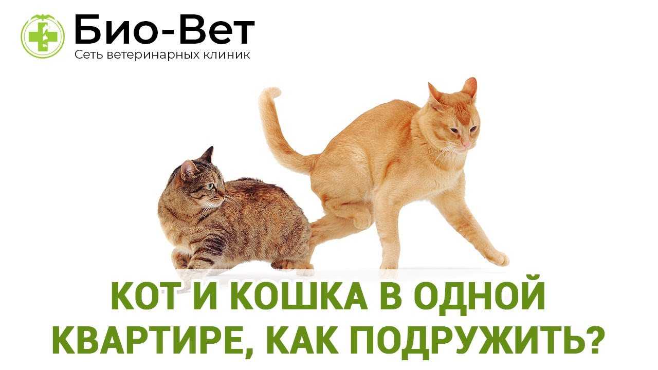 Новая кошка в доме, где уже есть животные