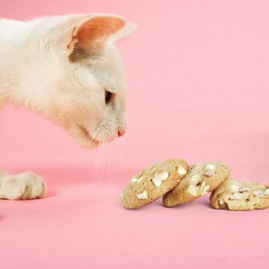 Кошачья полифагия — или почему ваша кошка постоянно хочет есть?