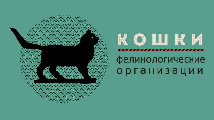 Выставки кошек: выставочные классы wcf, правила получения титулов
