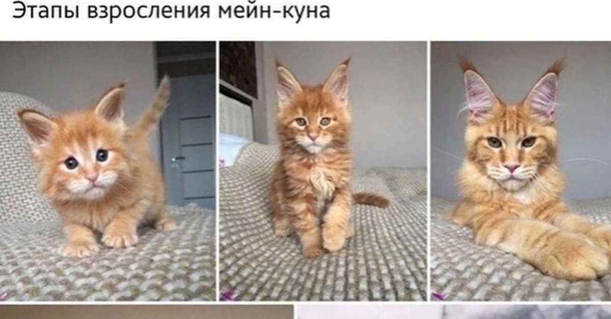 Вес котенка по месяцам: таблица (средние показатели и значения для популярных пород), нормы прибавки, правила взвешивания питомца