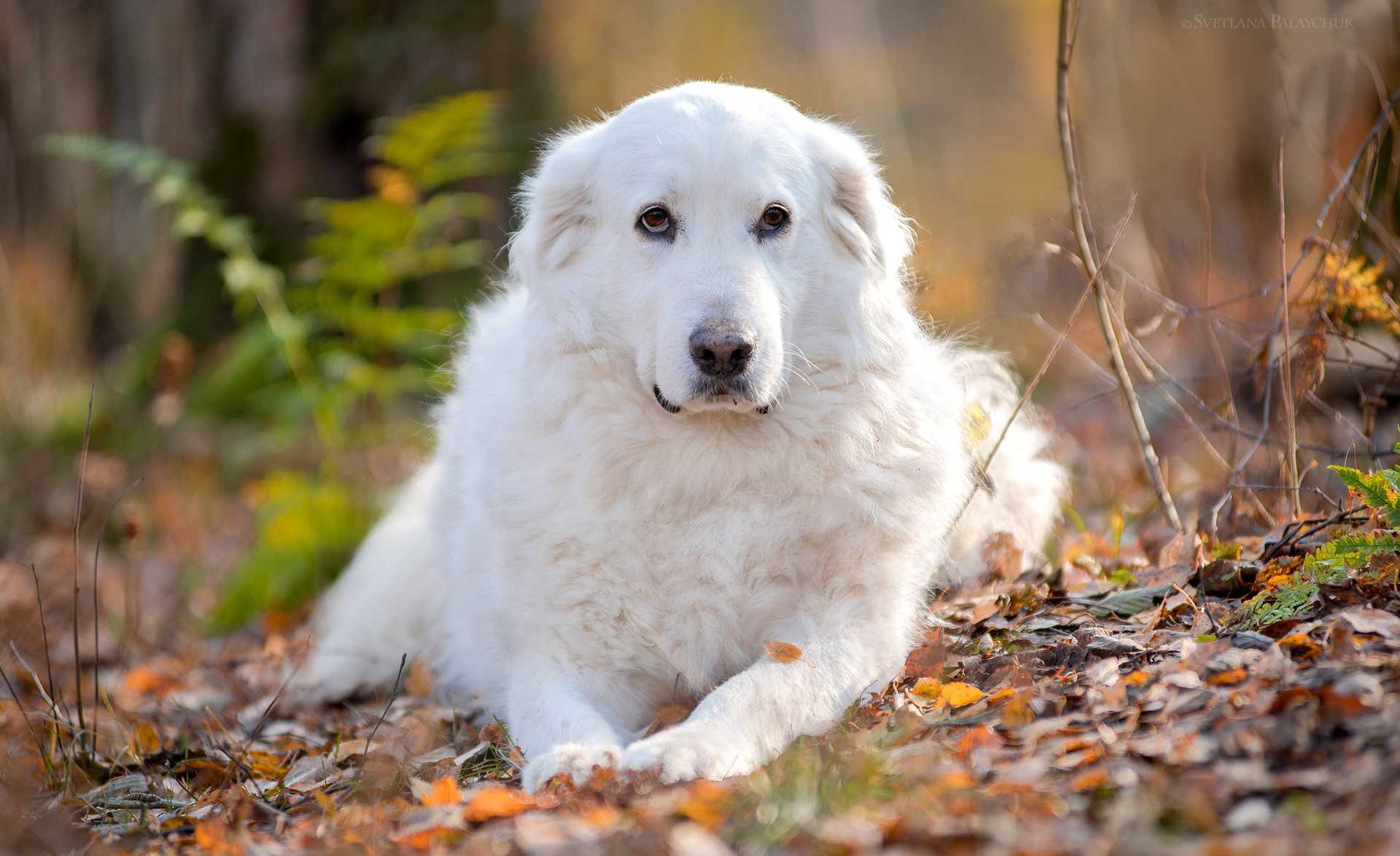 Маремма собака