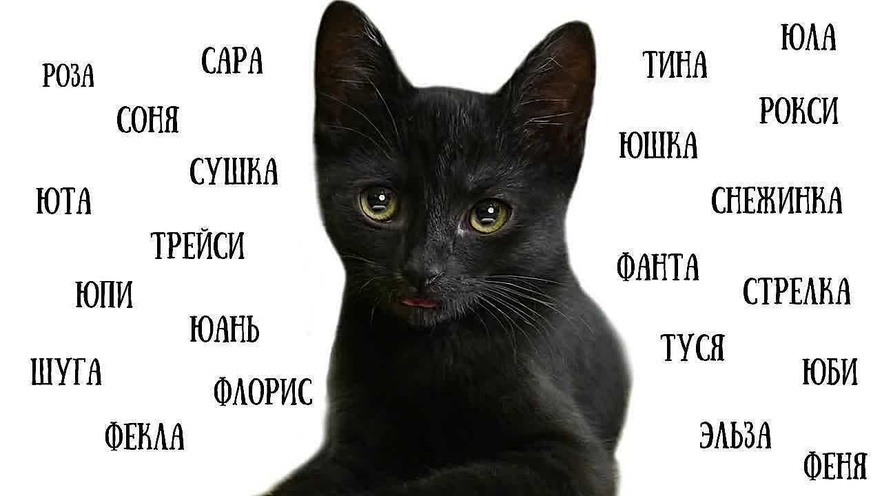 Список лучших имен для кошек и котов : самые популярные, красивые, оригинальные и смешные клички подходящие для черных, рыжих, белых, трехцветных и полосатых котов и кошек | qulady