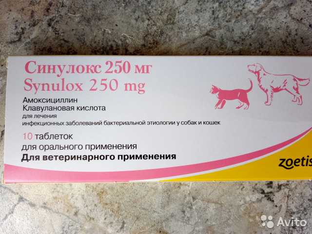 Применение антибиотика синулокс при лечении инфекций у кошек