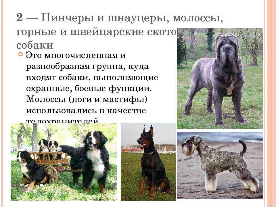 Кто такие собаки молоссы: полный перечень и особенности этих пород
