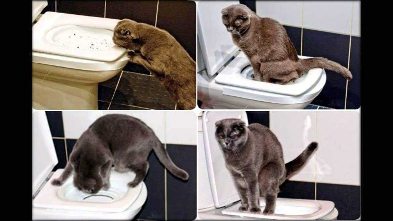 Почему кошка какает мимо лотка?