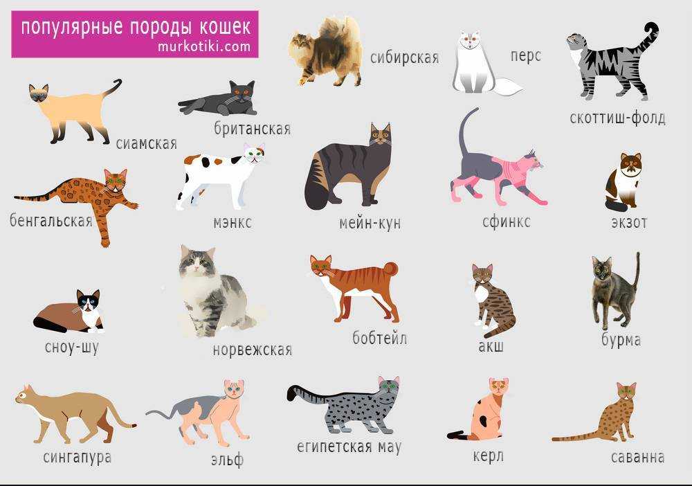 Когда у котят проявляется цвет глаз – кареглазый кот
