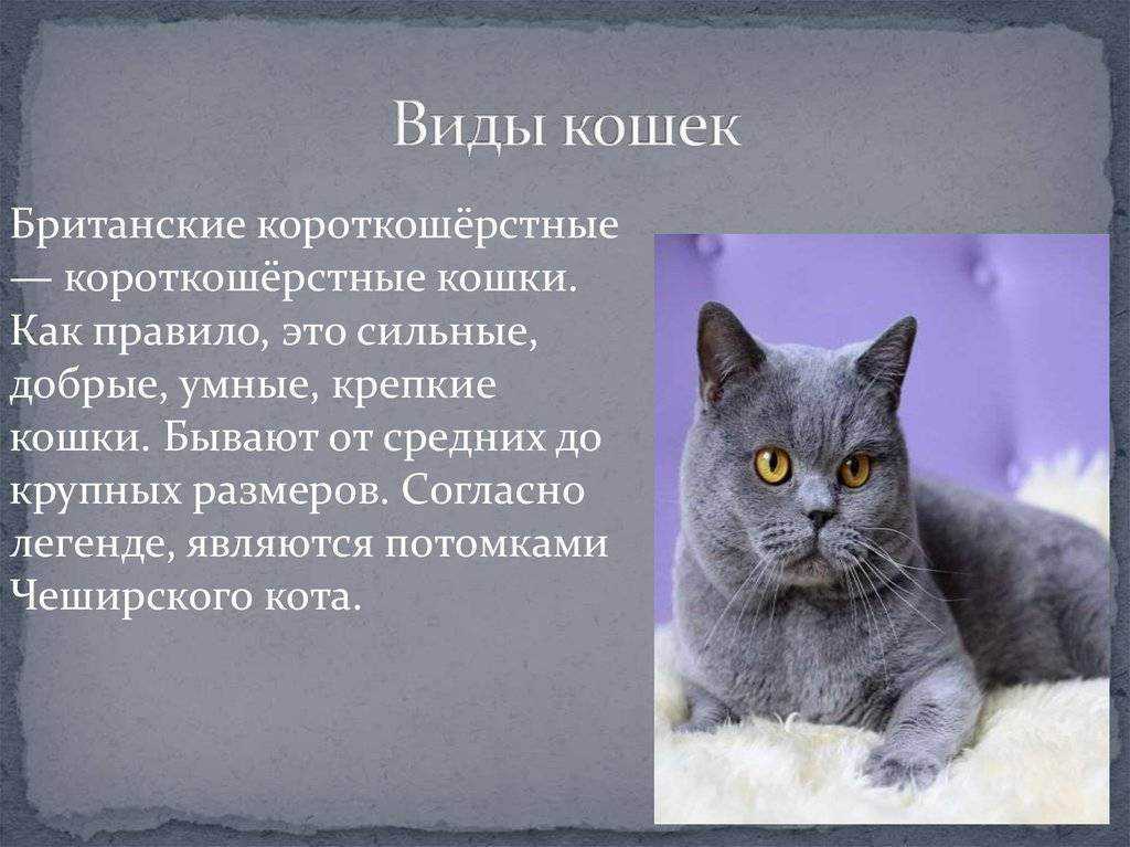 Британская кошка: характер, описание, окрасы и фото