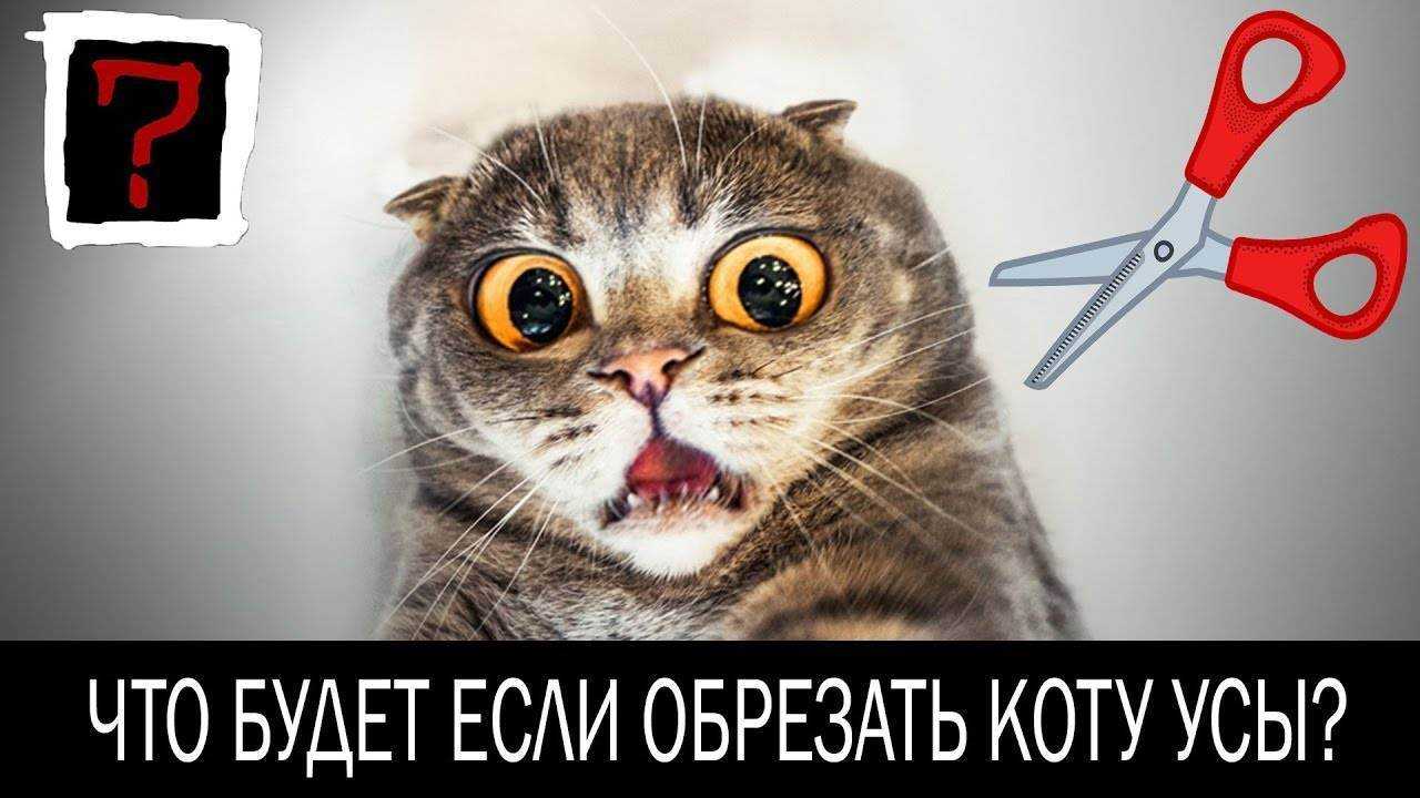 У кошки выпадают или ломаются усы: чем грозит симптом питомцу