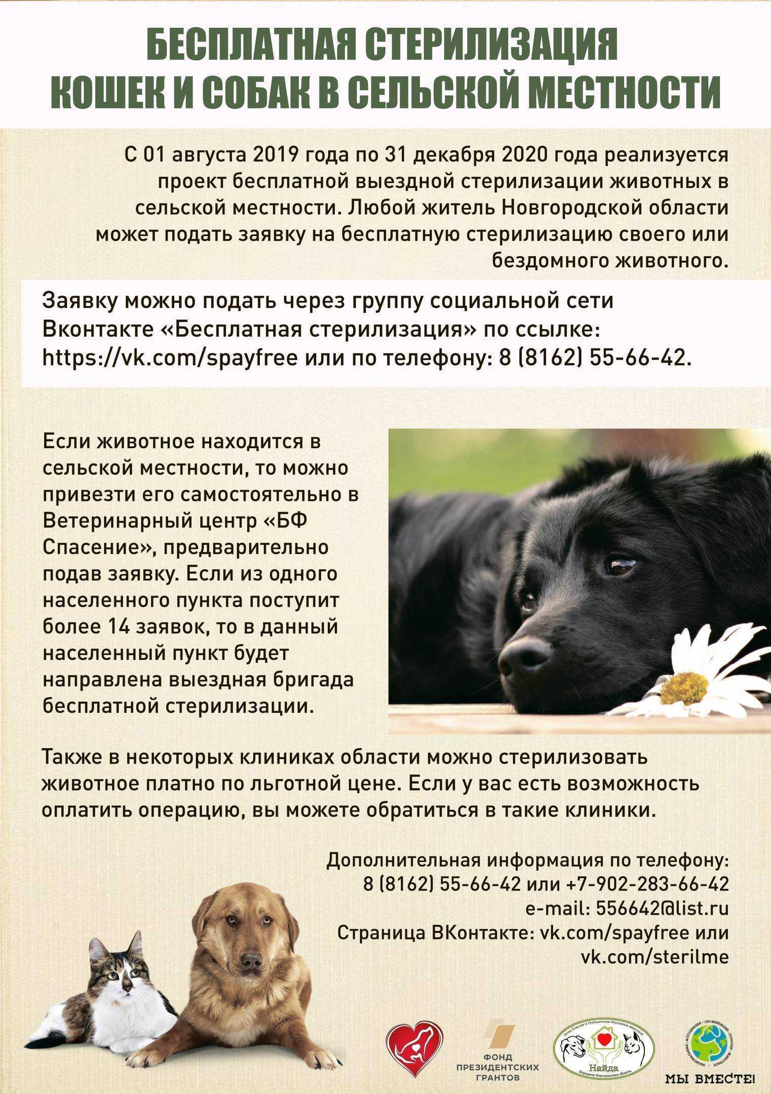 Что представляет собой и сколько стоит стерилизация собак?
