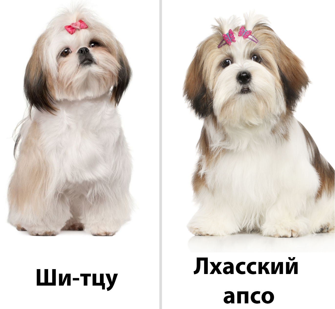 Ши-тцу: стандарт породы, уход и содержание, советы по выбору щенка (+ фото и видео)