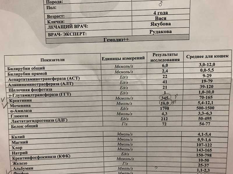 Сдаем анализы собаки: что покажет биохимическое исследование?