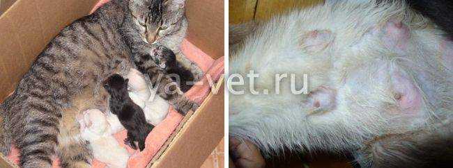 Сколько кошка кормит котят молоком: до какого возраста и как долго?