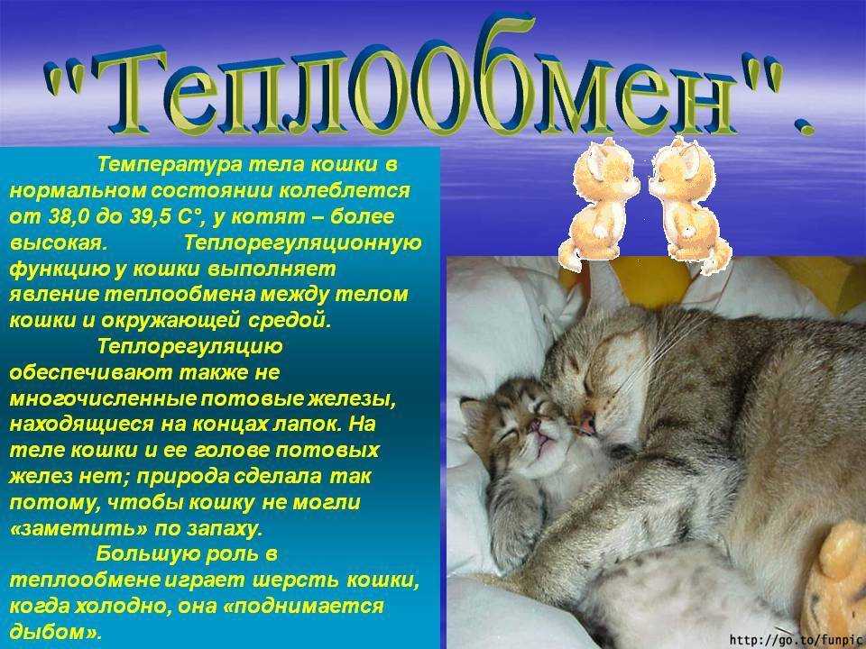 Нормальная температура у кошки — инструкция, как измерить и что делать при повышении, и понижении температуры