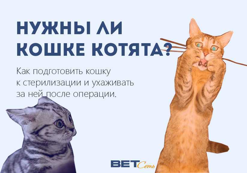 Стерилизация кошек: что удаляют, когда можно проводить, как подготовить и как делают, до скольки лет можно, плюсы и минусы