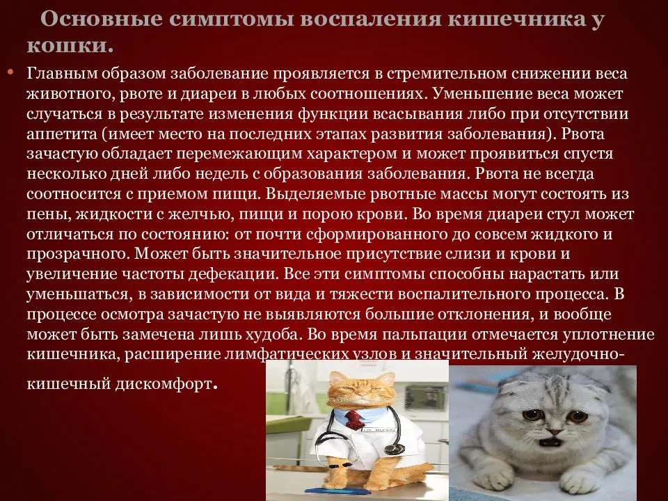Воспаление пениса у кота
