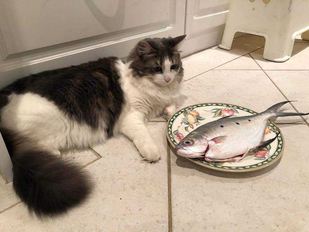 Можно ли котам рыбу: советы ветеринаров