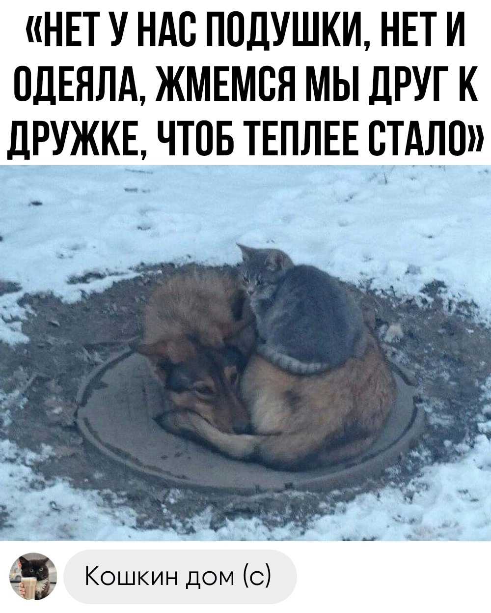 Мерзнут ли кошки зимой?