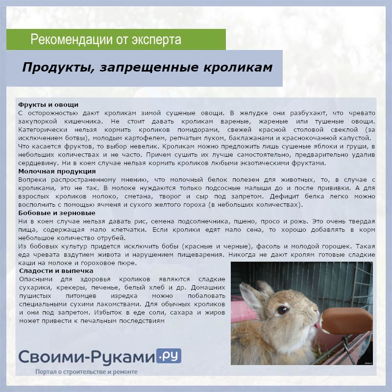 Необходимые предметы в содержании кролика | информационный портал о карликовых и декоративных кроликах