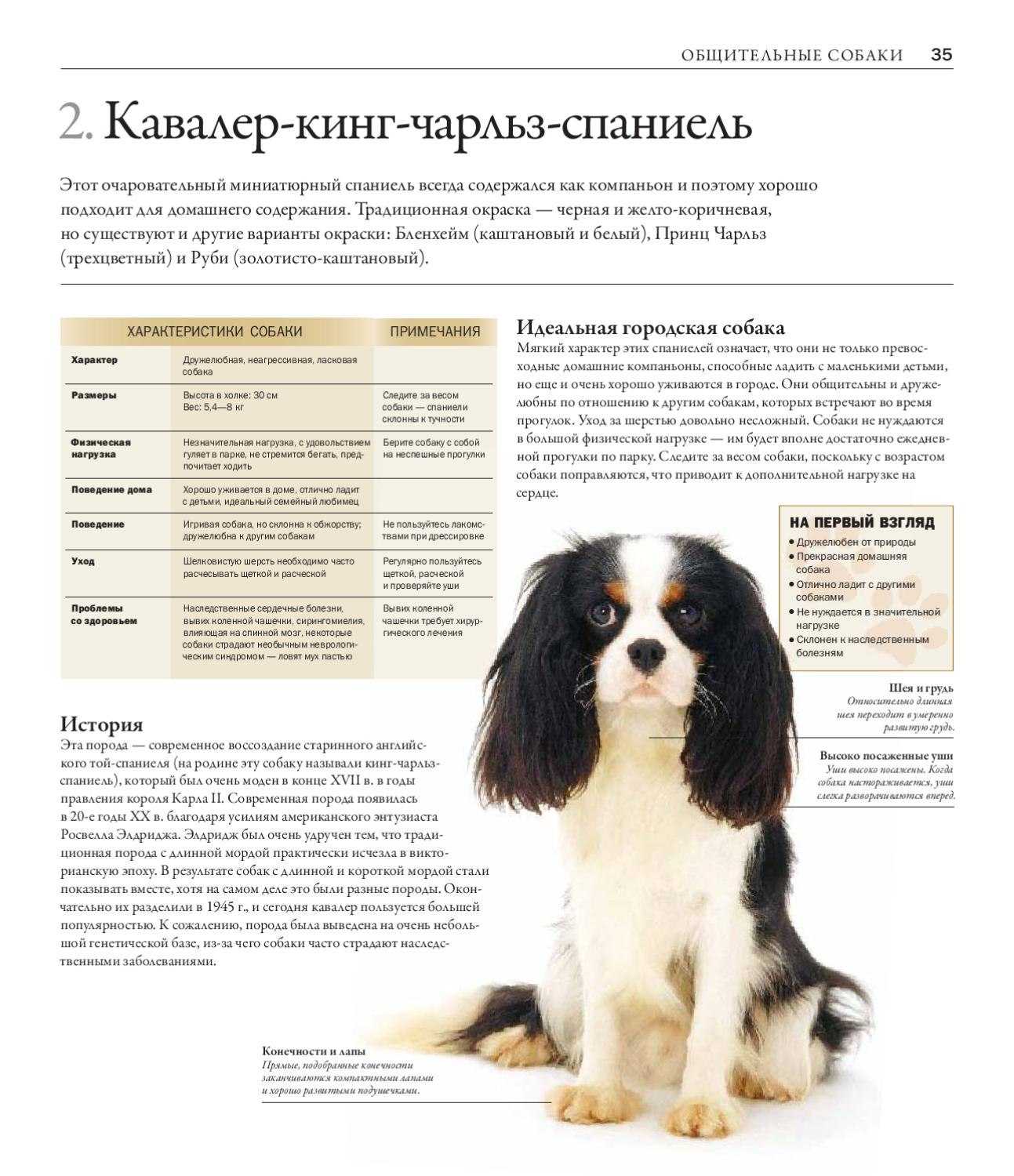 Как правильно кормить собак мелких и маленьких пород: чихуахуа, китайскую хохлатую и другую маленькую собаку