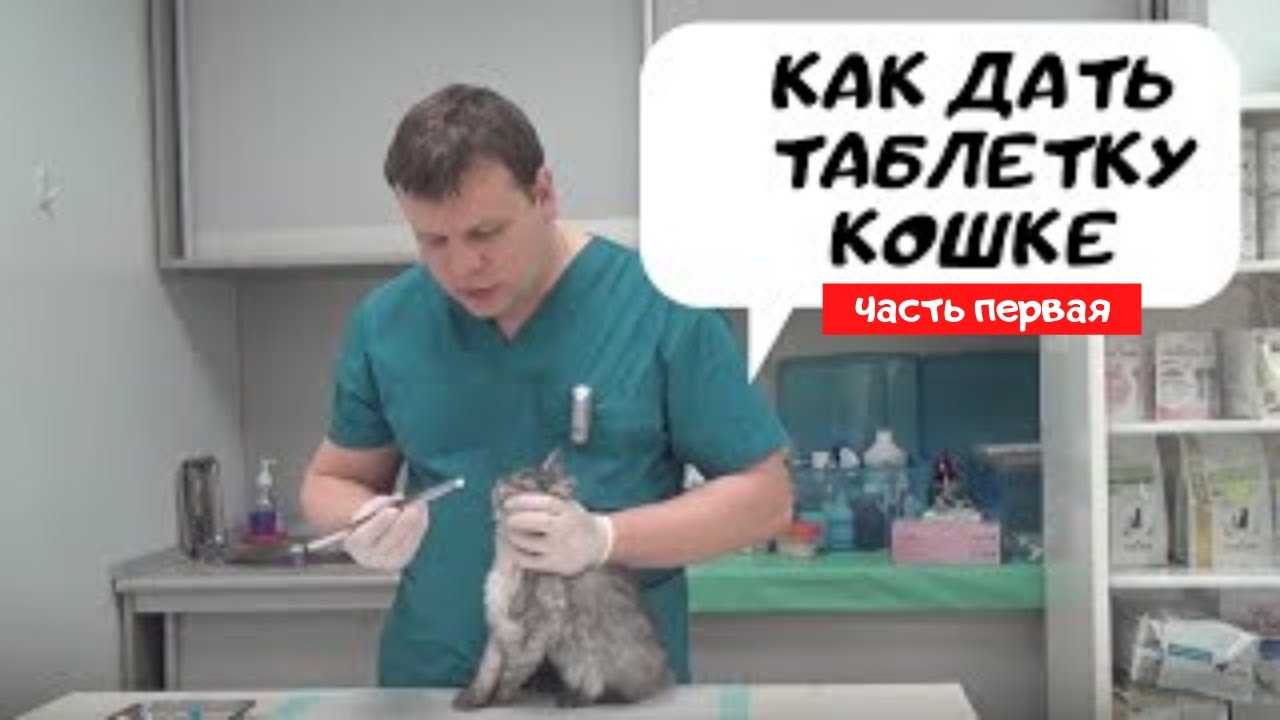 Как дать кошке таблетку: полезные советы и рекомендации