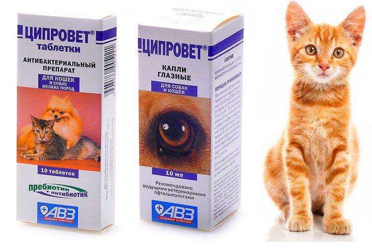 Форвет для кошек: инструкция по применению, показания и противопоказания, аналоги, отзывы