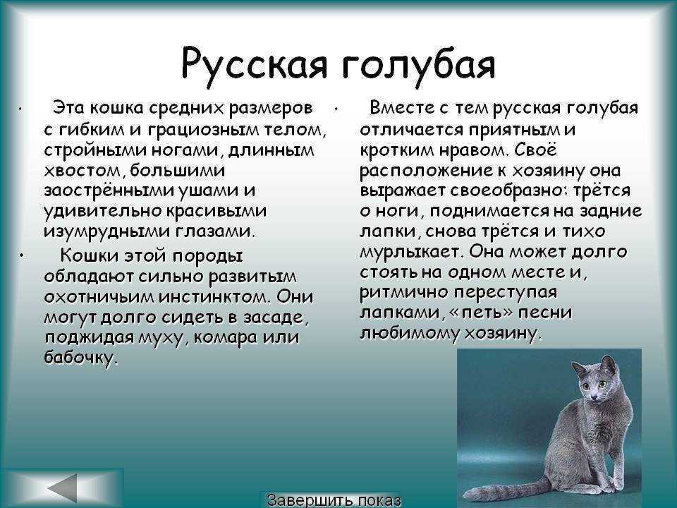 Содержание русской голубой кошки – советы и рекомендации