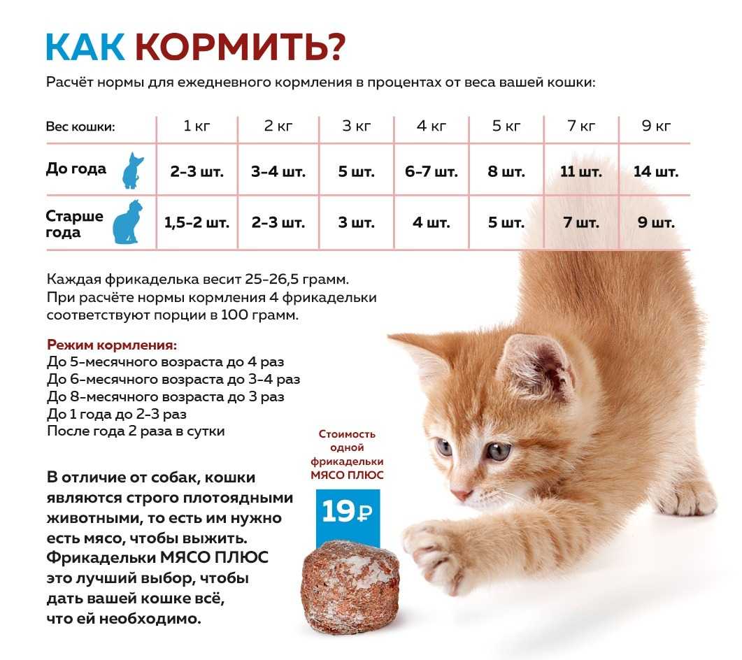 Советы ветеринаров: как правильно кормить взрослых домашних котов и кошек