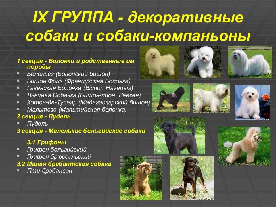 Самые популярные породы собак для квартиры