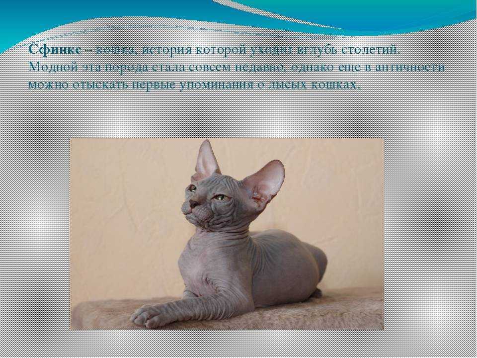 Донской сфинкс - описание породы, фото кошки, уход и содержание, отзывы, характер