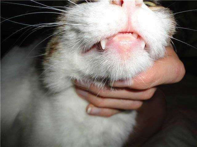 У кошки опухла верхняя губа - что могло стать причиной? | мир кошек
у кошки опухла верхняя губа - что могло стать причиной? | мир кошекмир кошек