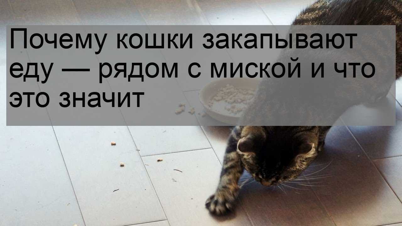 Почему кошка закапывает еду: выявляем главные причины | ваши питомцы