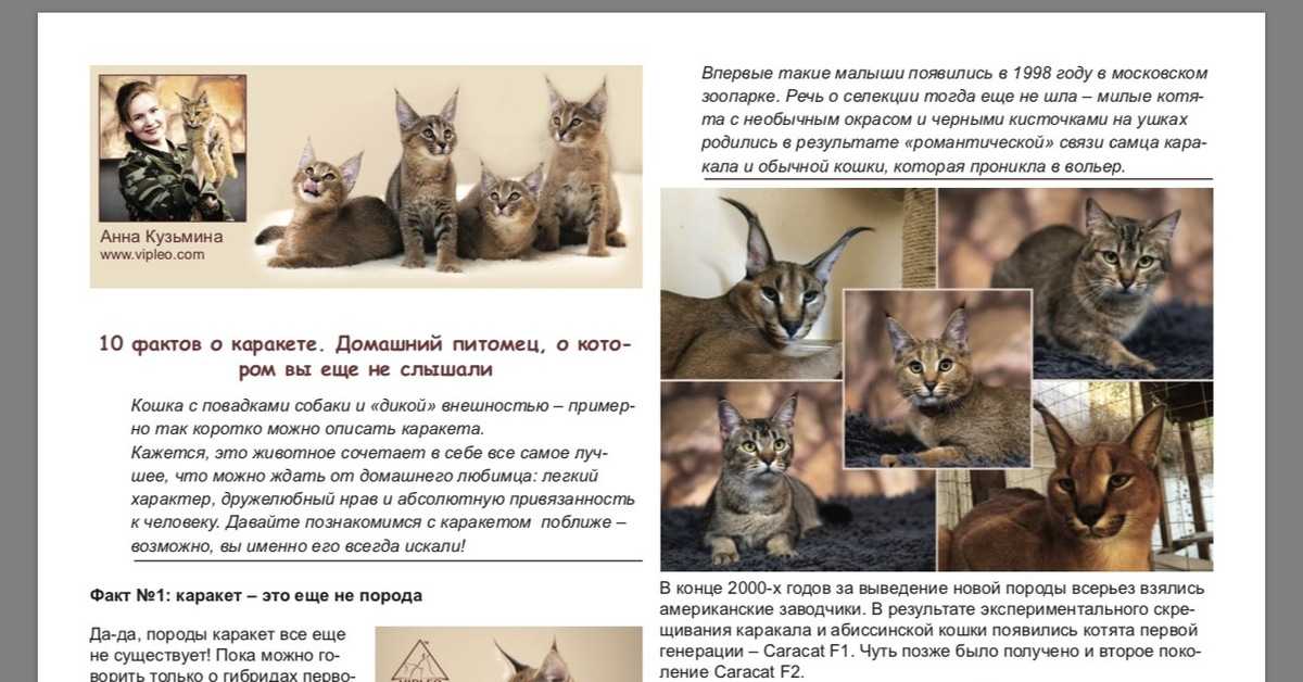 Выставочные классы кошек