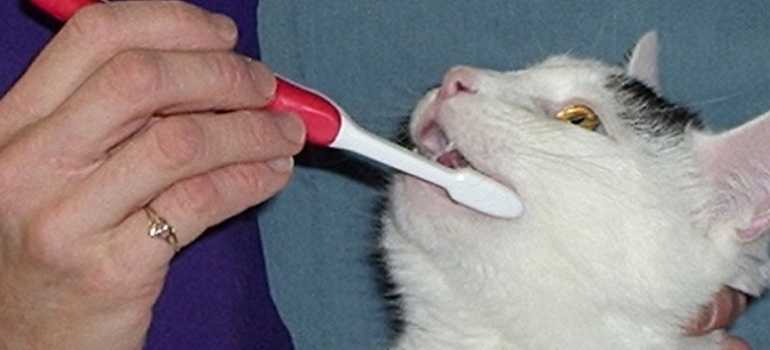 Что делать, котенка пахнет изо рта?