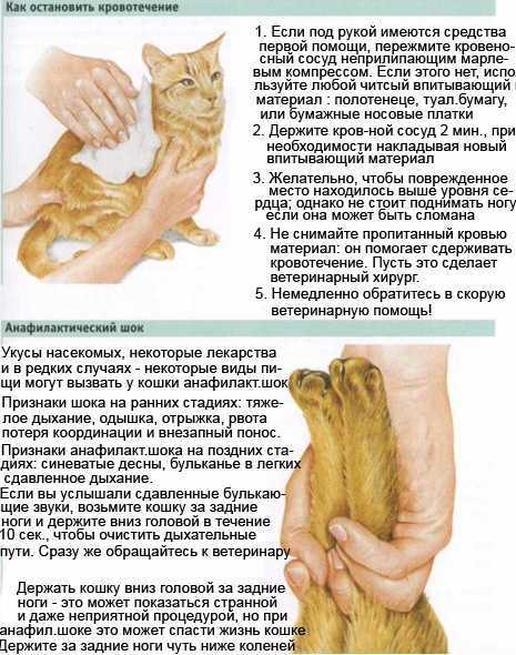 13 причин почему кошка дышит с открытым ртом - что делать