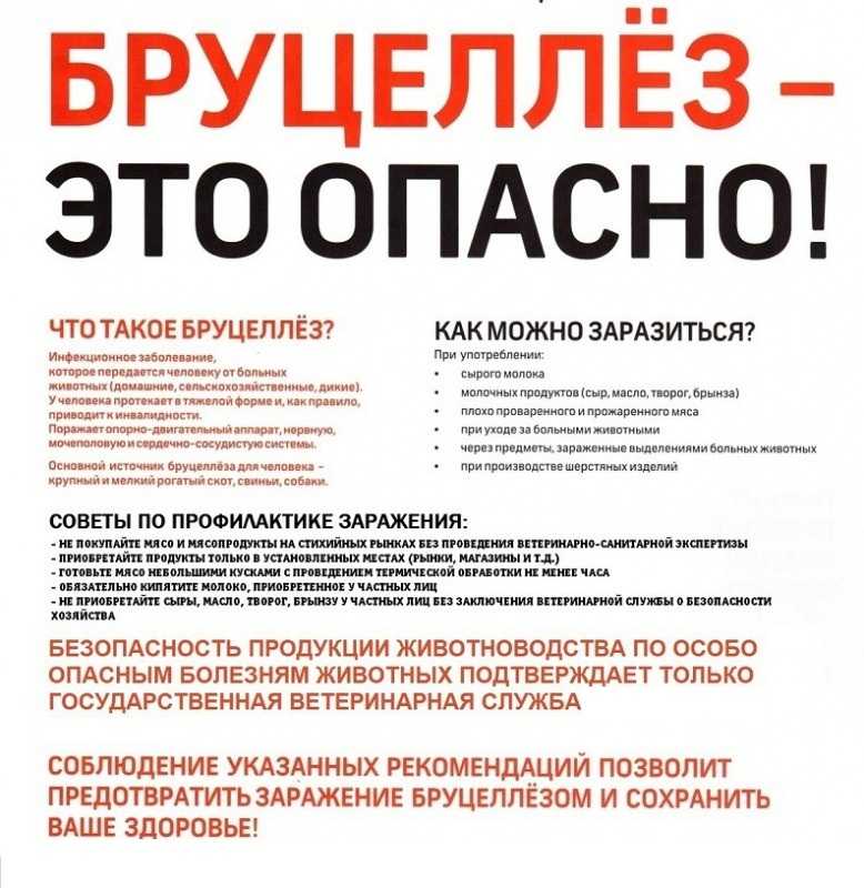 Бруцеллез у собак и кошек: причины, симптомы и лечение заболевания