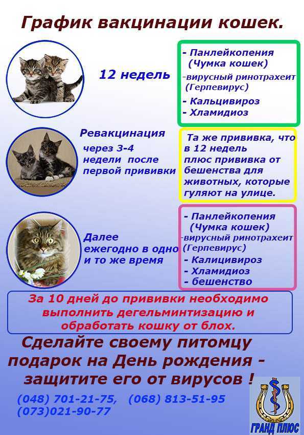 Вакцина от глистов для кошек: когда нужна прививка, как подготовить питомца