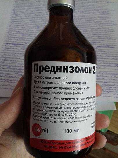 Преднизолон для собак: дозировка, инструкция по применению, показания к лечению и отзывы. можно ли давать препарат в таблетках и инъекциях при онкологии и аллергии?