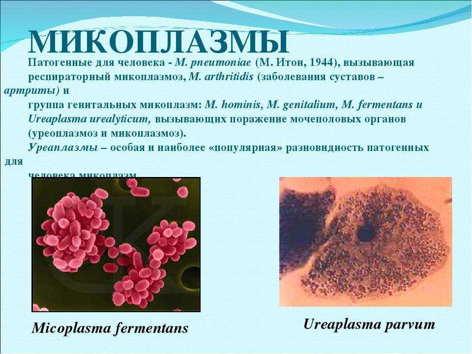 Микоплазмоз у собак: симптомы и лечение | как лечить, признаки