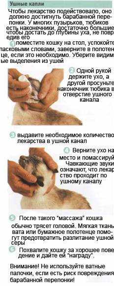 Отит у кошки: методы лечения в домашних условиях