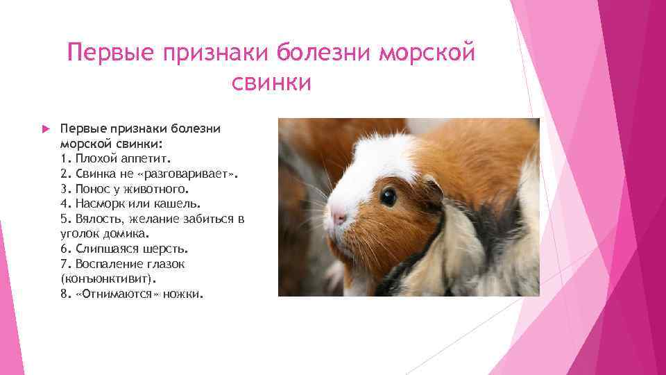 Болезни морских свинок — их симптомы и лечение