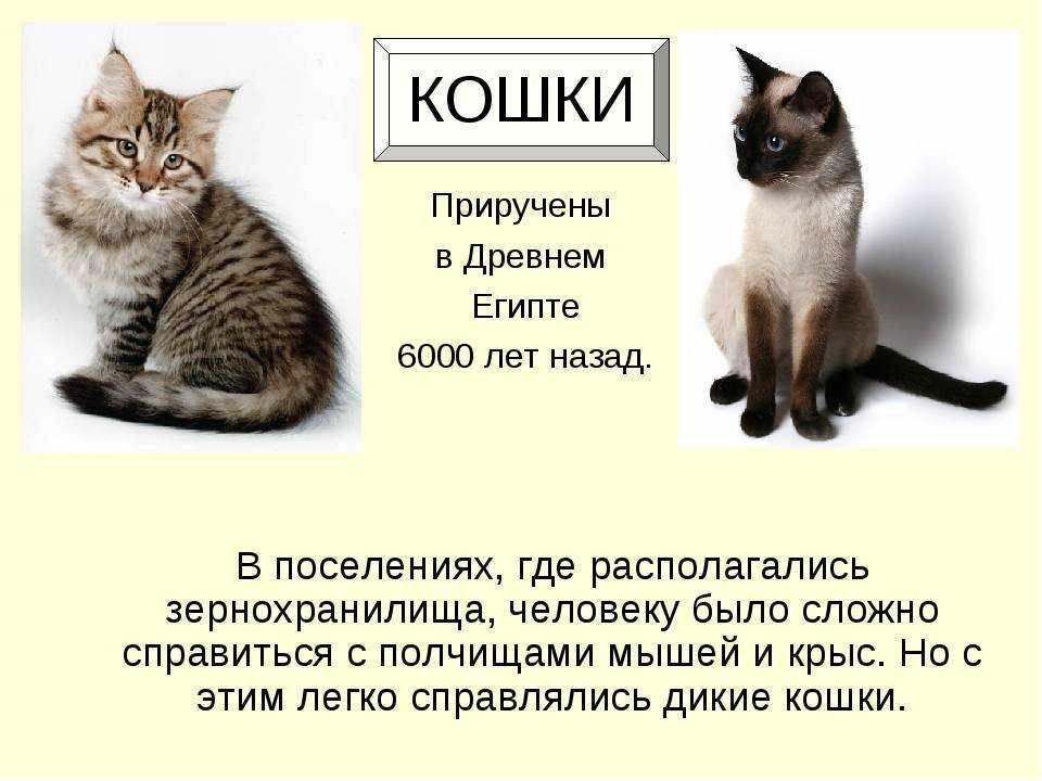 Как приучить кошку к рукам: быстро и просто | ваши питомцы
