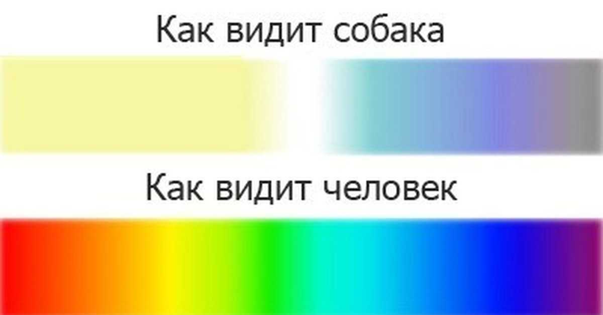Как видят собаки окружающий мир