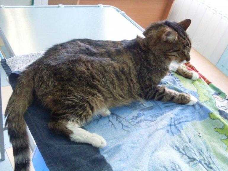Заболевания почек у котов и кошек