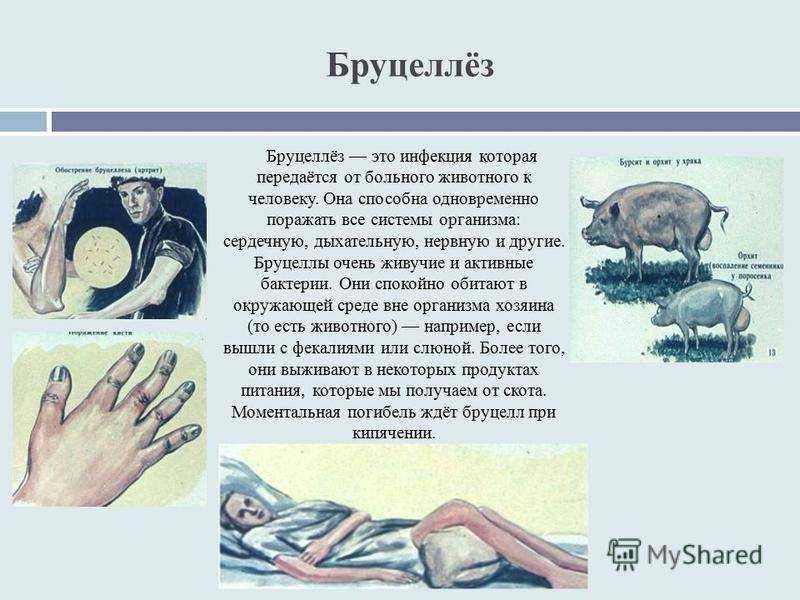 Бруцеллез у кошек: основные признаки и способы профилактики. все о бруцеллезе
