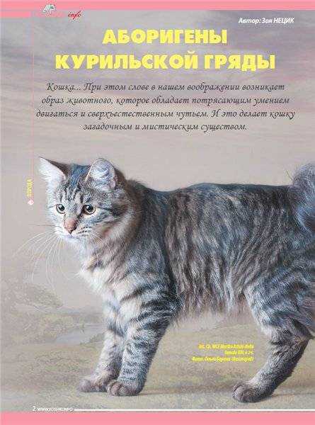 Курильский бобтейл