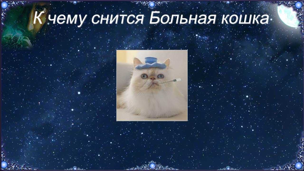 К чему снятся коты женщине: трактование сновидений в сонниках, значение снов с рыжими котиками для девушки