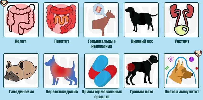 Простатит у собак: признаки, диагностика, лечение, профилактика | блог ветклиники "беланта"